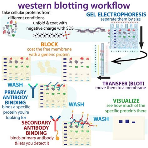 western blot protocol wikipedia